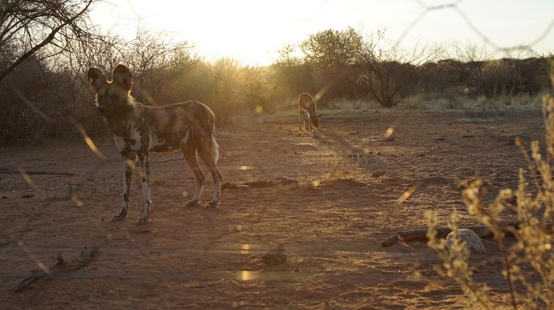 Die Superkräfte der Tiere