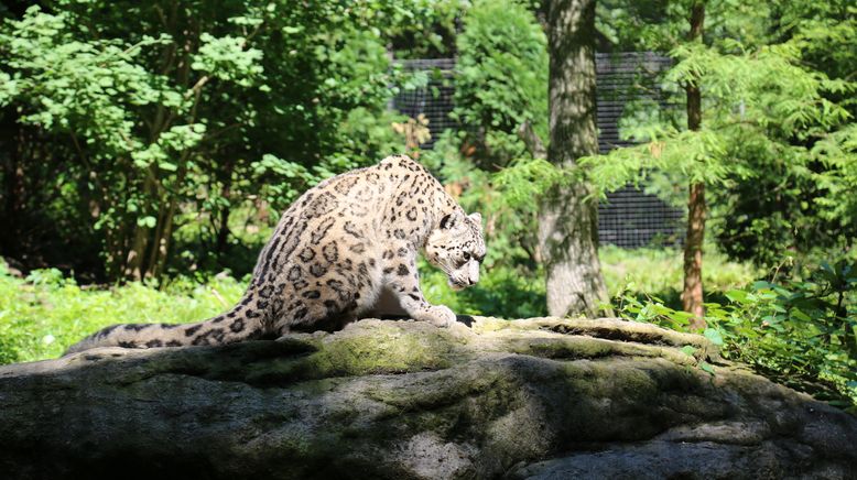 Bronx Zoo - Tierpark der Superlative