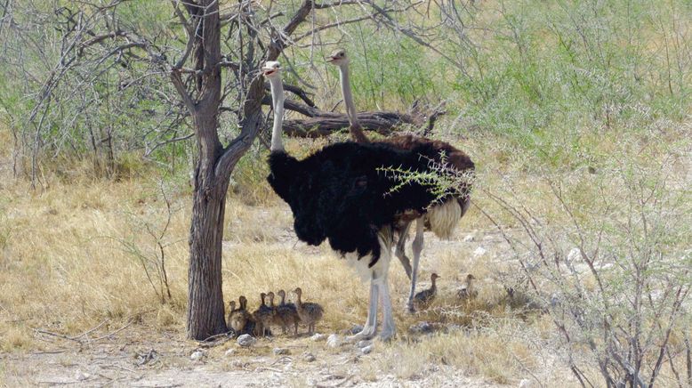 Unentdecktes Nordnamibia (1/2)