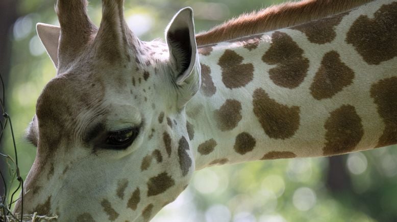 Bronx Zoo - Tierpark der Superlative