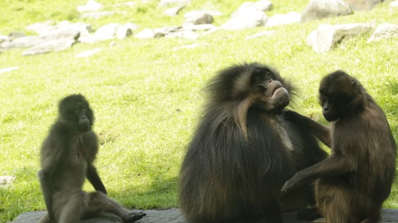 Bronx Zoo - Tierpark der Superlative