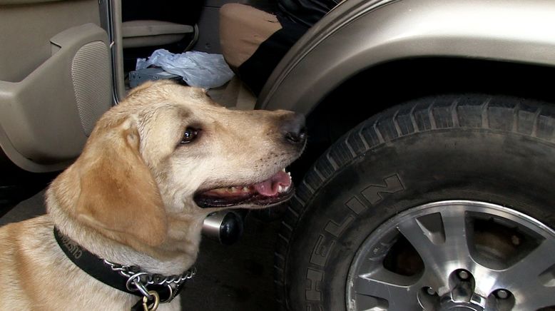 Amerikas heiße Grenze: Die Hundestaffel