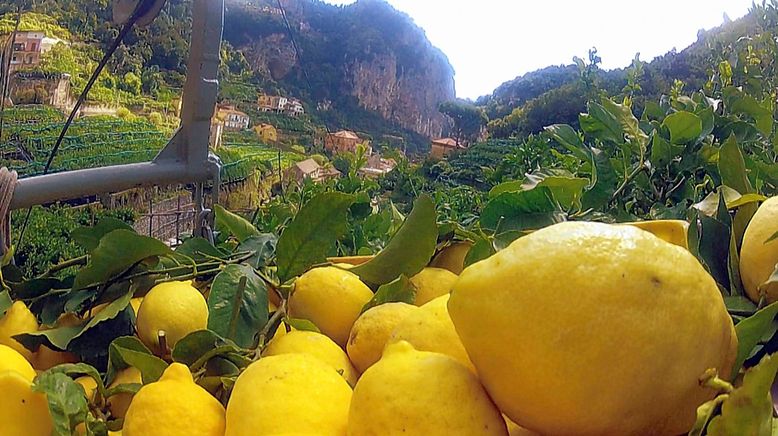 Zitronen - Kultur und Küche