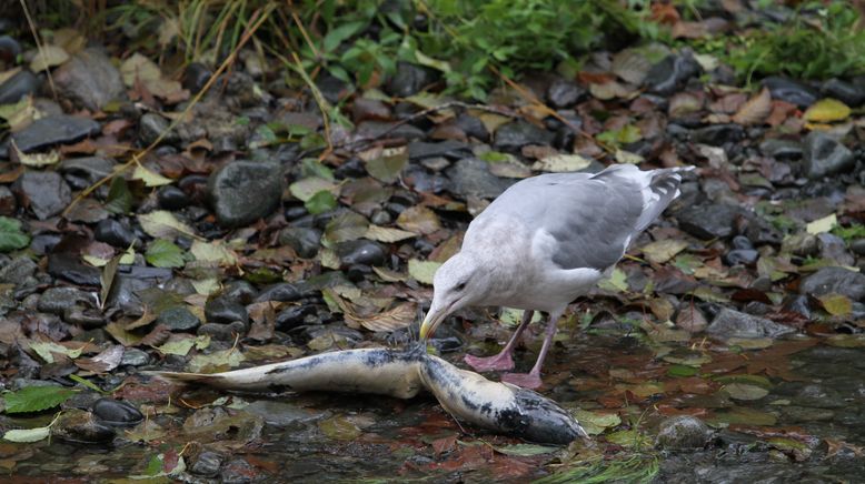 Geheimakte Wildnis