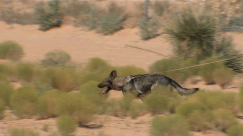 Amerikas heiße Grenze: Die Hundestaffel