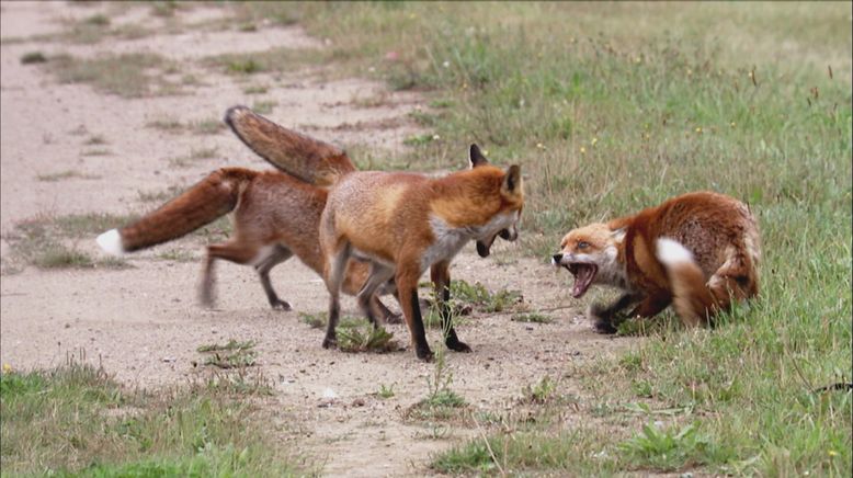 Animal Fight Club