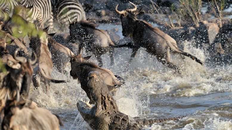 Afrikas tödlichste Jäger