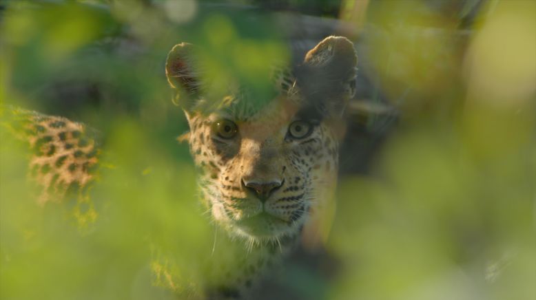 Afrikas tödlichste Jäger