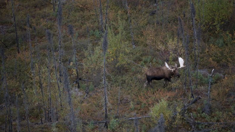 Alaskas gefährliche Wildnis