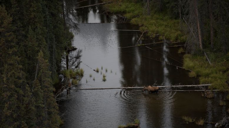 Alaskas gefährliche Wildnis