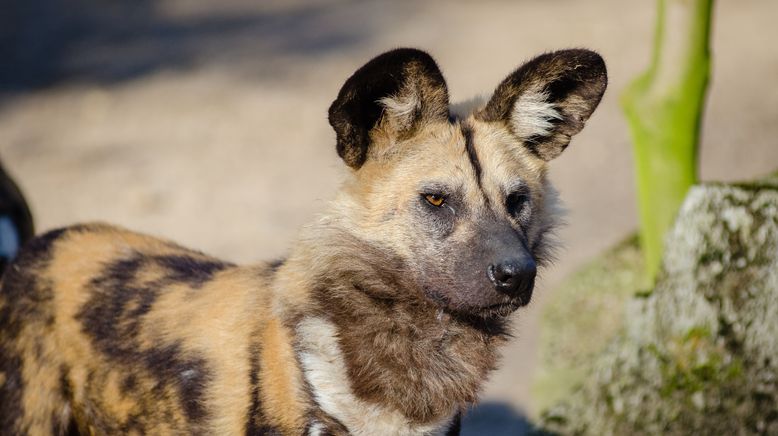 Wildes Südafrika