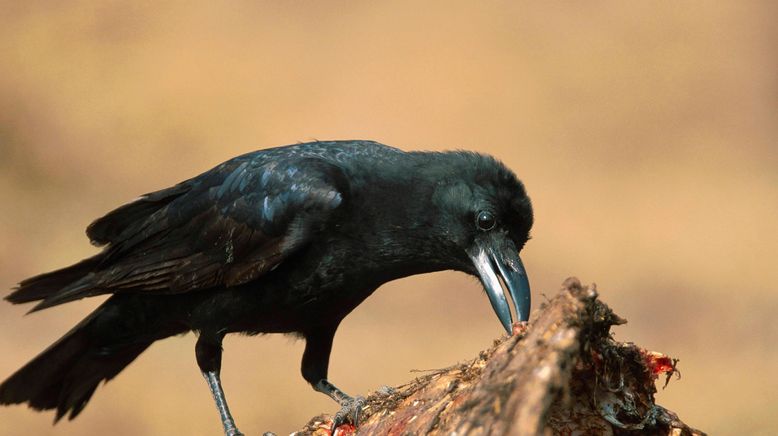 Tierisch unglaublich!