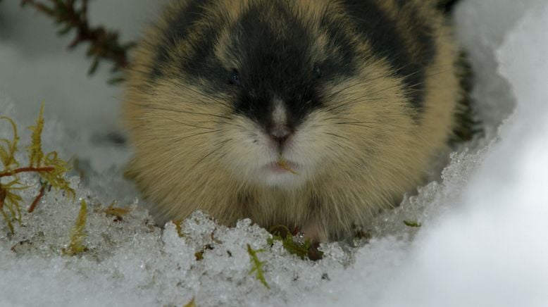 Naturwunder des Nordens