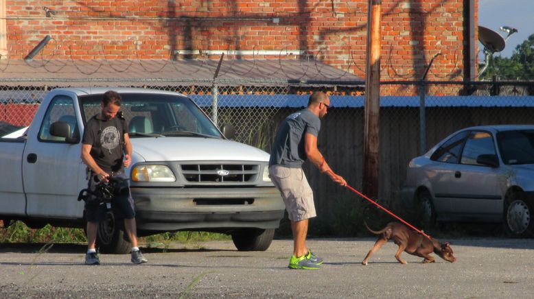 Pitbulls auf Bewährung