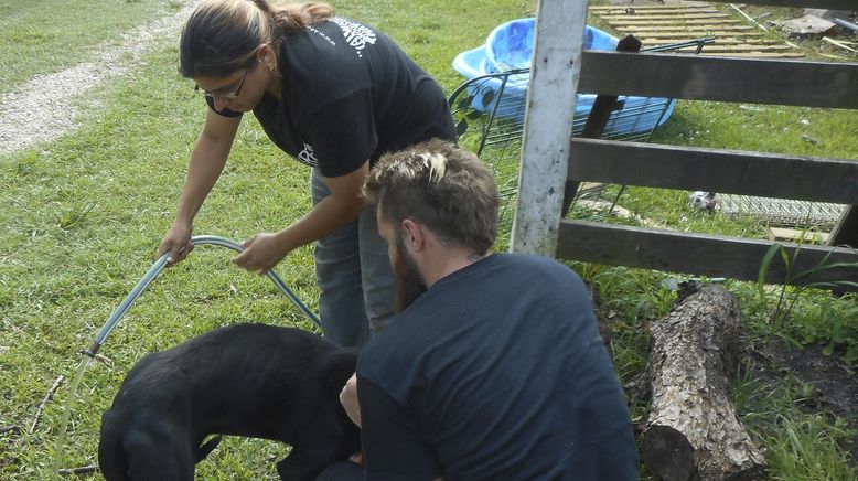 Pitbulls auf Bewährung