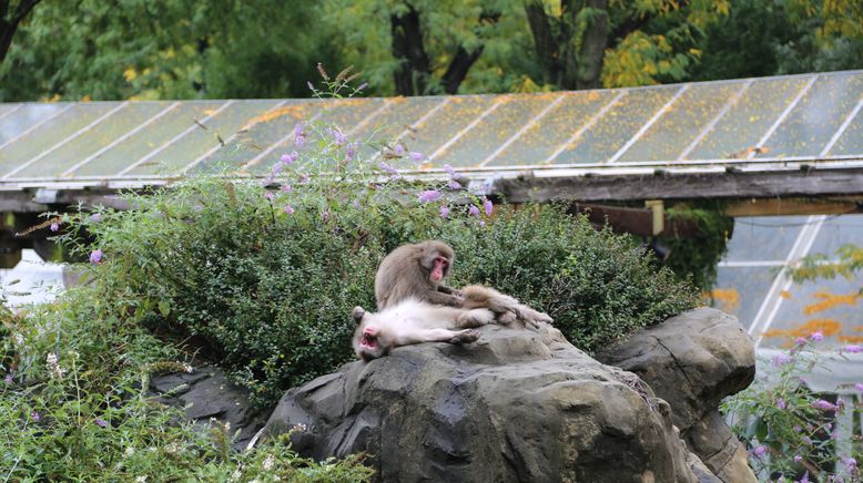 Bronx Zoo - Tierpark der Superlative