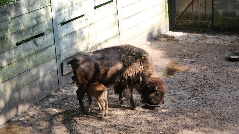 Bronx Zoo - Tierpark der Superlative