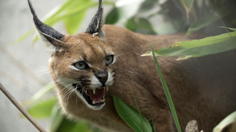 Die Geschichte der Tiere