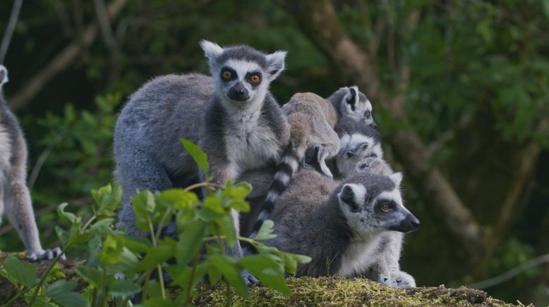 Die Kommunikation der Tiere