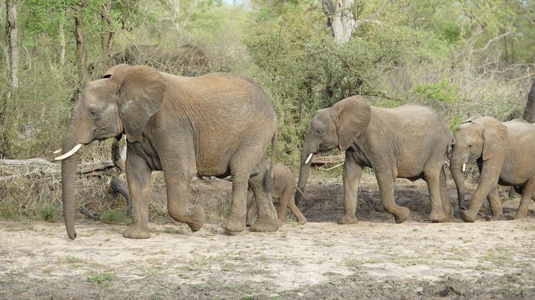 Die Kommunikation der Tiere