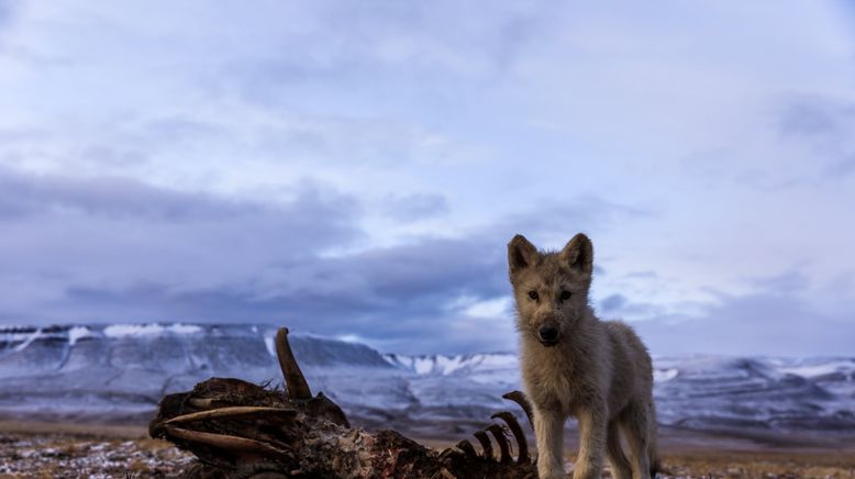 Königreich des Polarwolfs