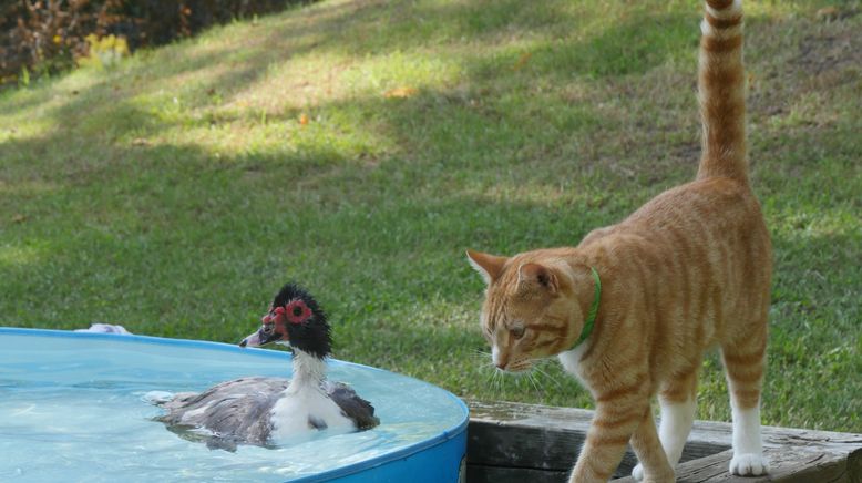 Tierische Freundschaften