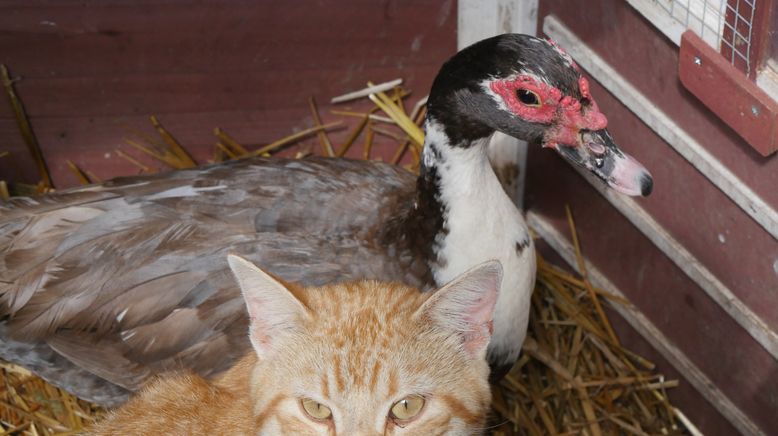 Tierische Freundschaften