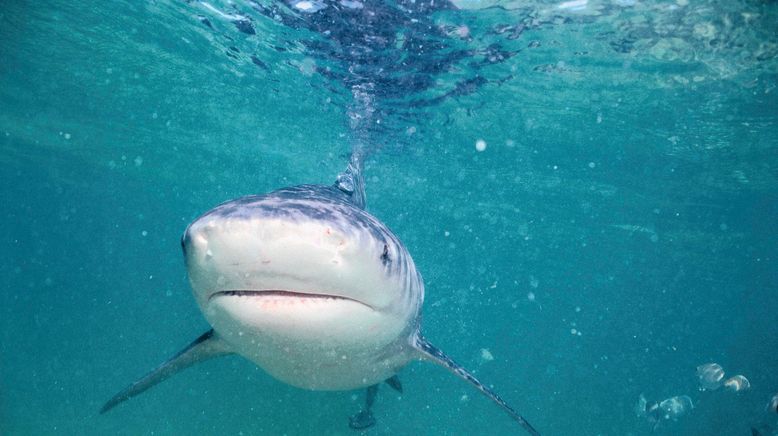 Auf der Suche nach dem Monsterfisch