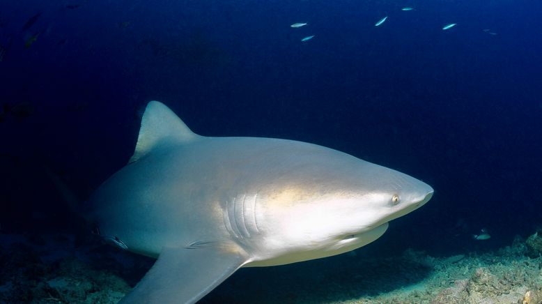 Auf der Suche nach dem Monsterfisch