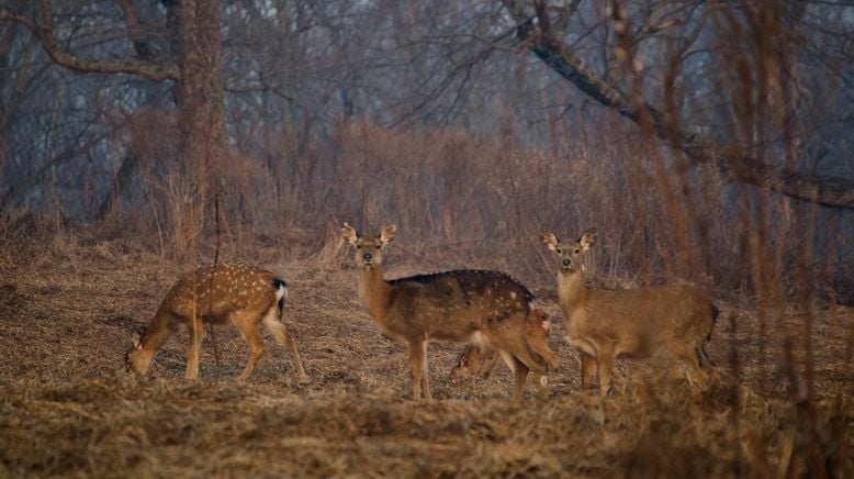 Russlands weite Wildnis