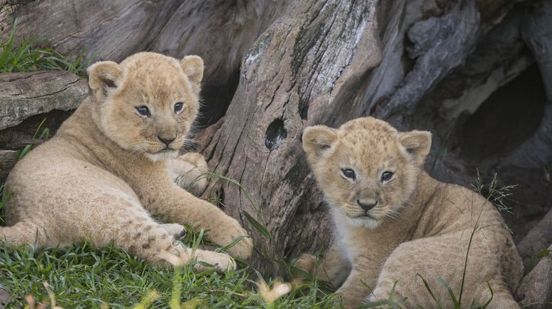 Big Cat Tales - Afrikas Raubkatzen