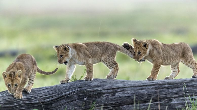 Big Cat Tales - Afrikas Raubkatzen