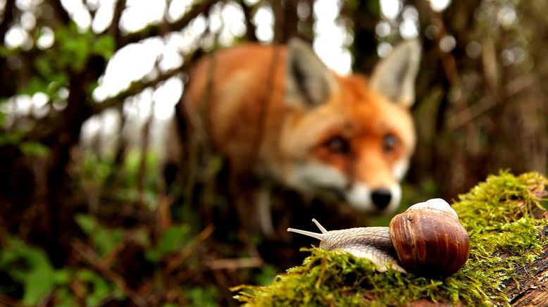 Frankreich - Wild und Schön