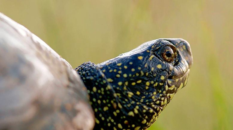 Frankreich - Wild und Schön