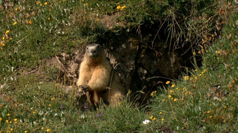 Frankreich - Wild und Schön