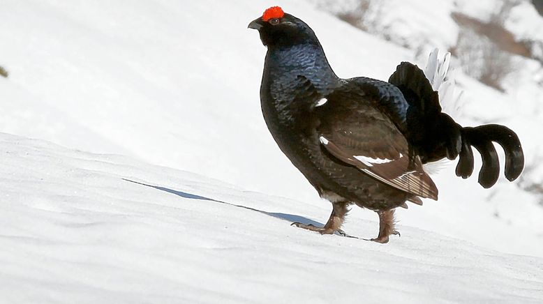 Frankreich - Wild und Schön