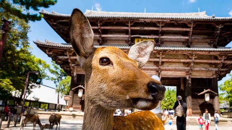 Wildes Japan - Land der tausend Inseln