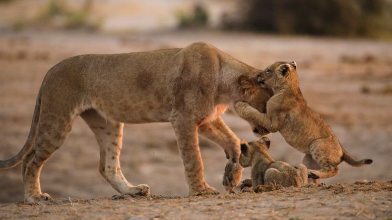 Afrikas wilde Tierwelt