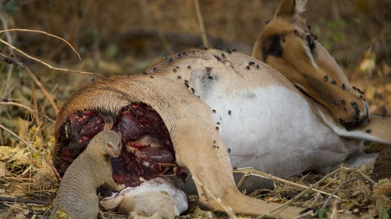 Afrikas wilde Tierwelt