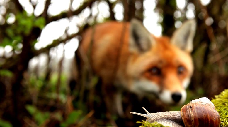 Frankreich - Wild und Schön