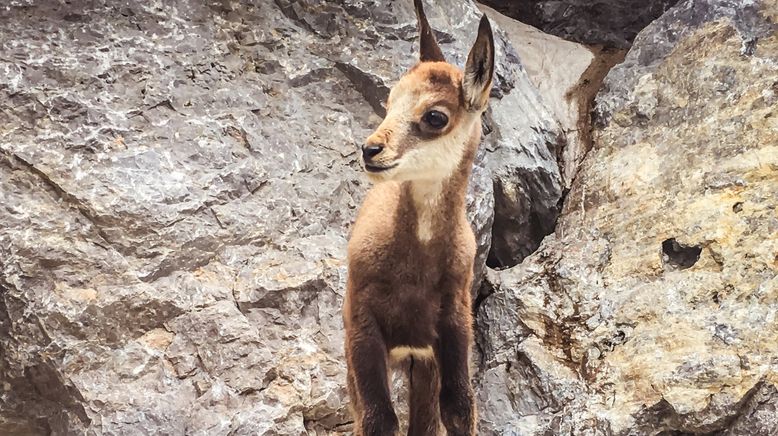 Anna und die wilden Tiere