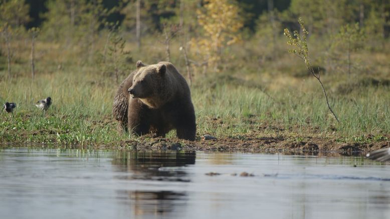 Wildes Skandinavien