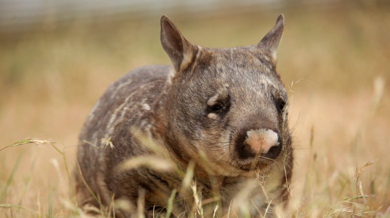 Wildes Australien