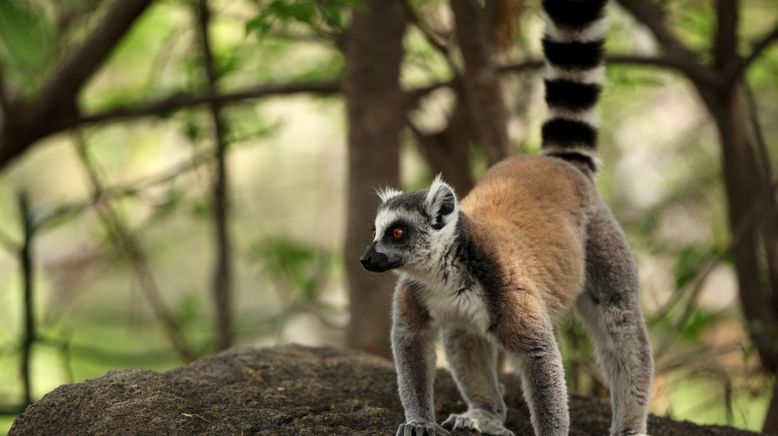 Unbekanntes Madagaskar