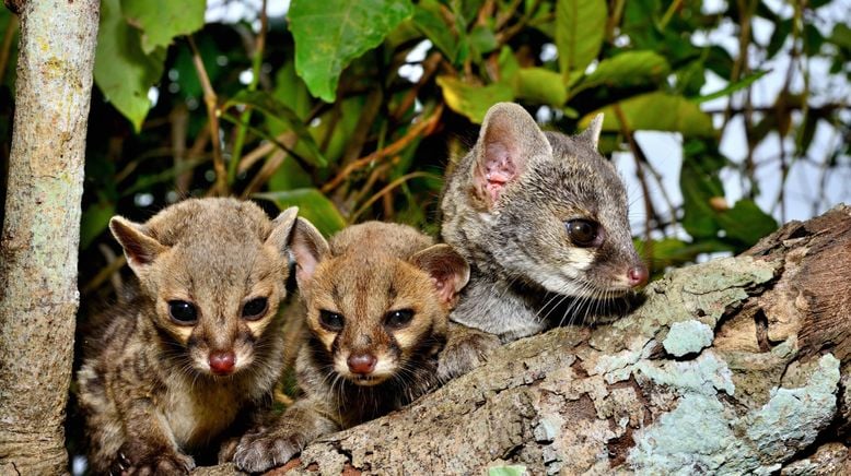 Raising Wildlife: Aufzucht in der Wildnis