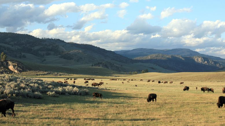 Yellowstone