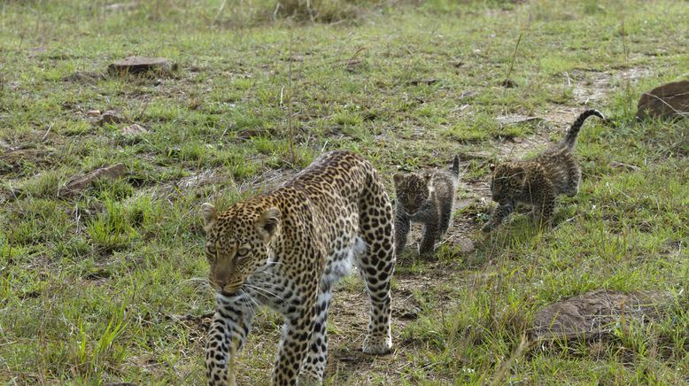 Naturwunder Okawango