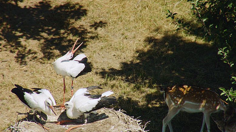 Zugvögel