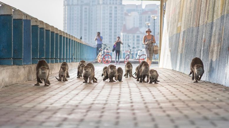 Tierisch Urban