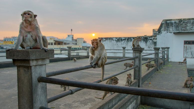 Tierisch Urban